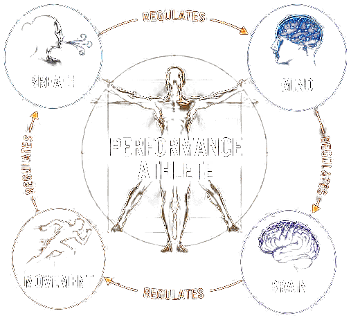 Anandamide Performance Framework — Breath, Mind, Brain, Movement regulating the Performance Athlete